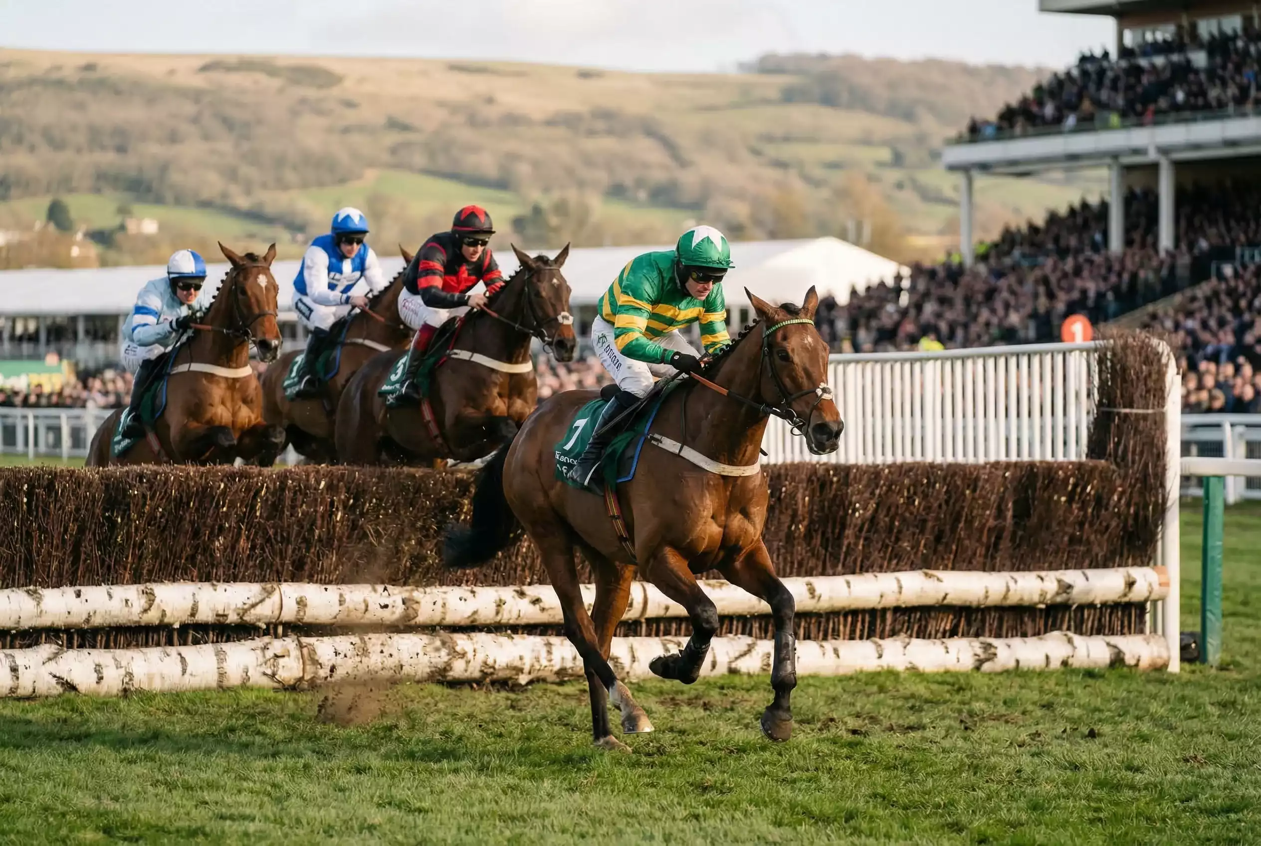 Horses jumping fence at Cheltenham Festival with Cotswolds hills backdrop