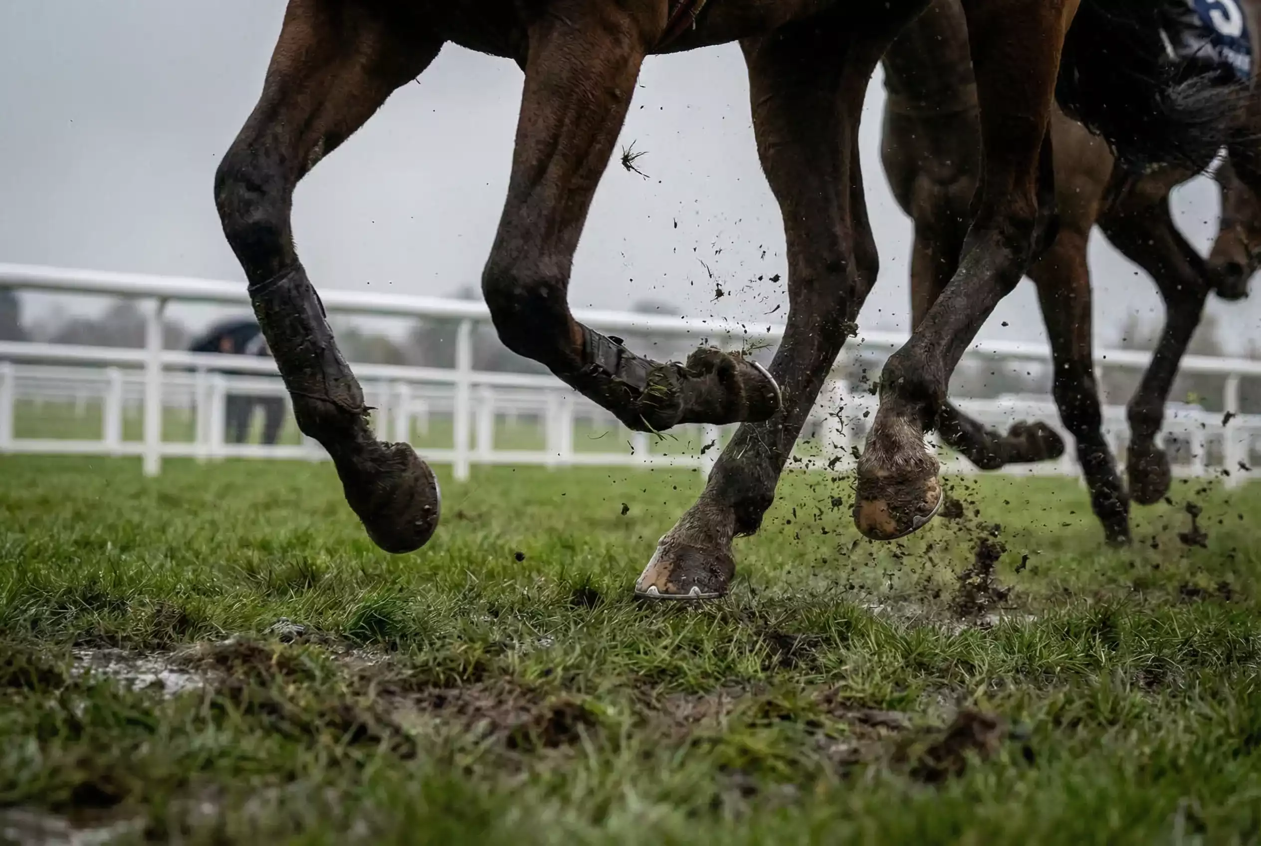 Horse hooves splashing through soft going on British racecourse turf