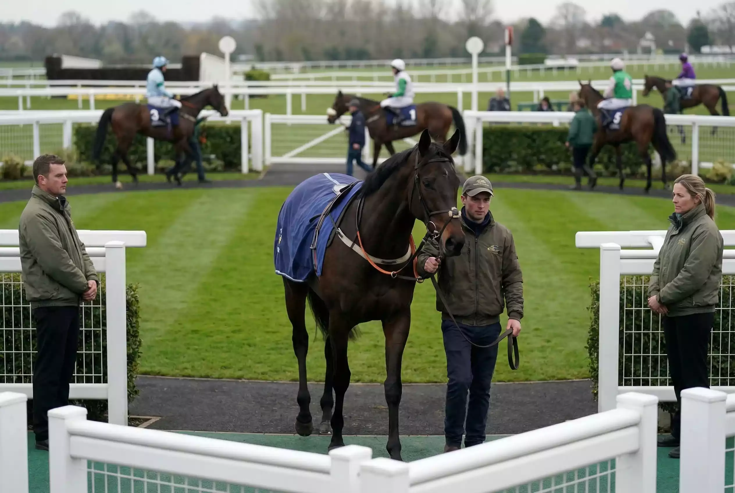 Horse being withdrawn from parade ring before a major festival race